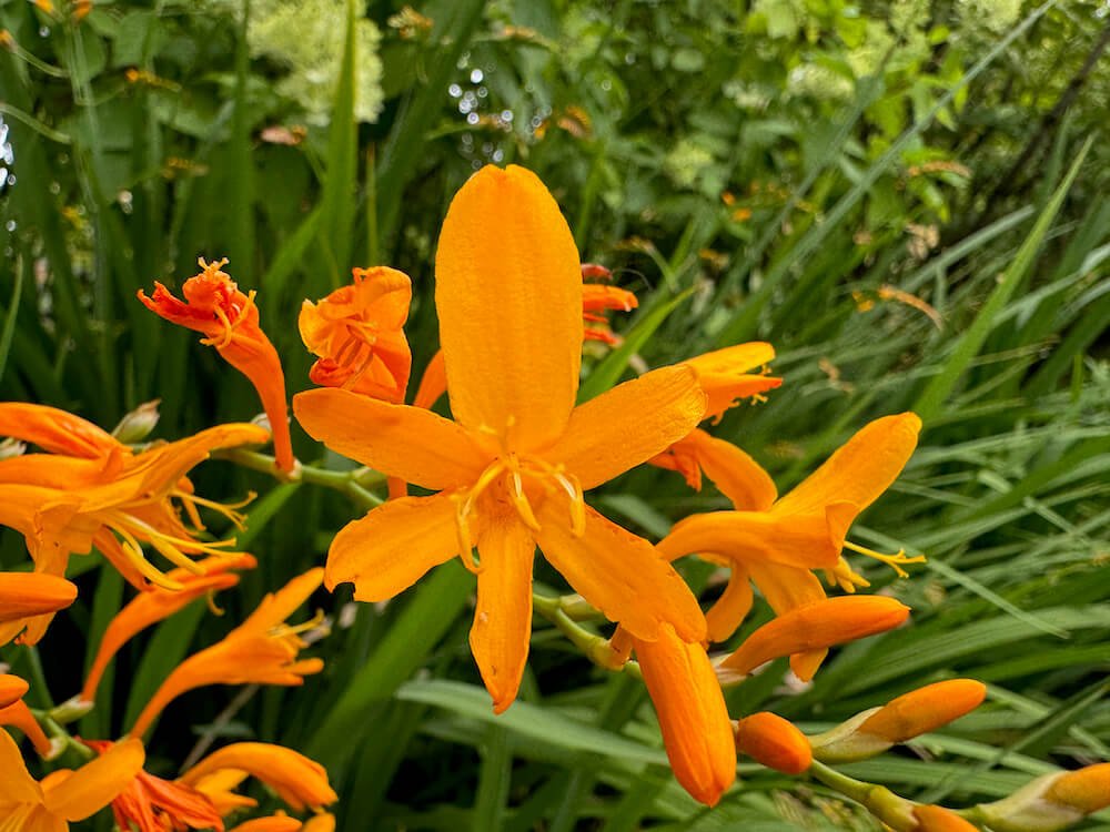 Crocosmia 'Fandango'