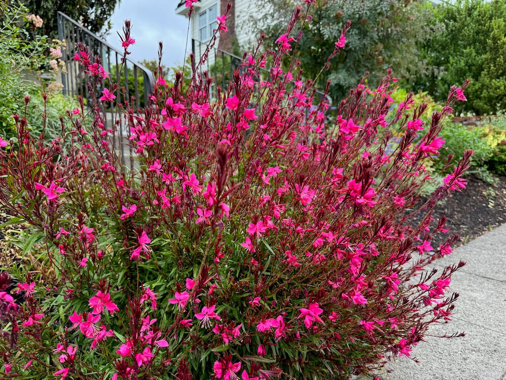 Gaura lindheimeri 'Steffi Dark Rose Improved'