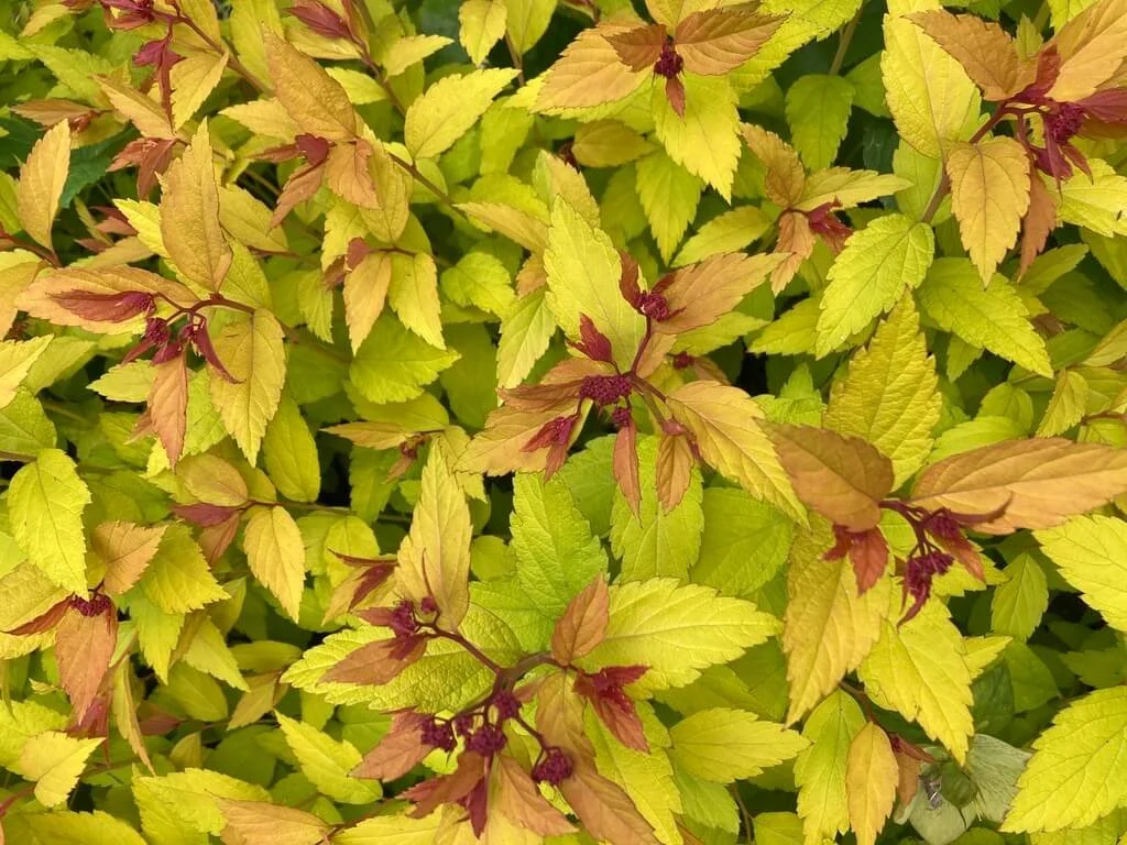 Spiraea japonica ‘Minspil04’