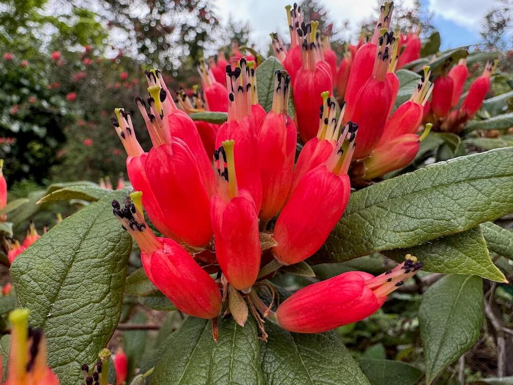 Rhododendron spinuliferum