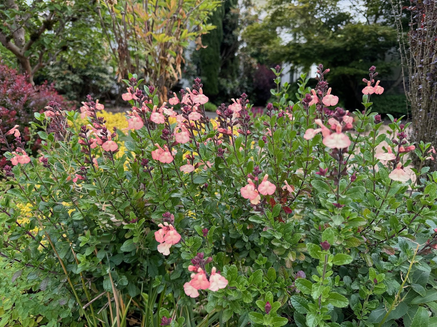 Salvias