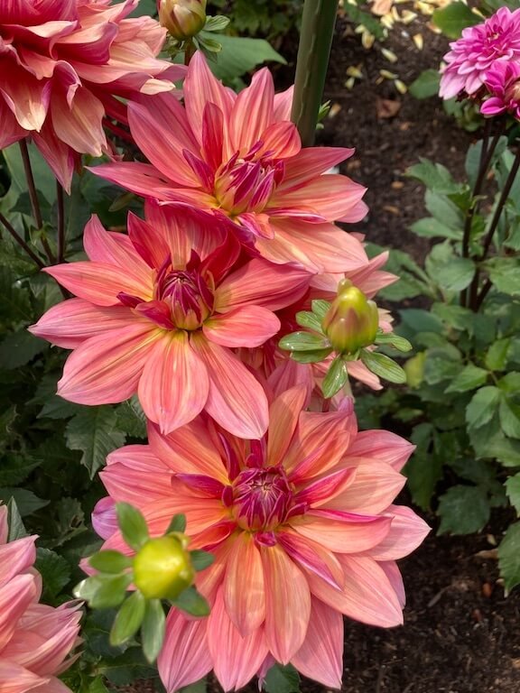 Dahlia 'Andy's Legacy'
