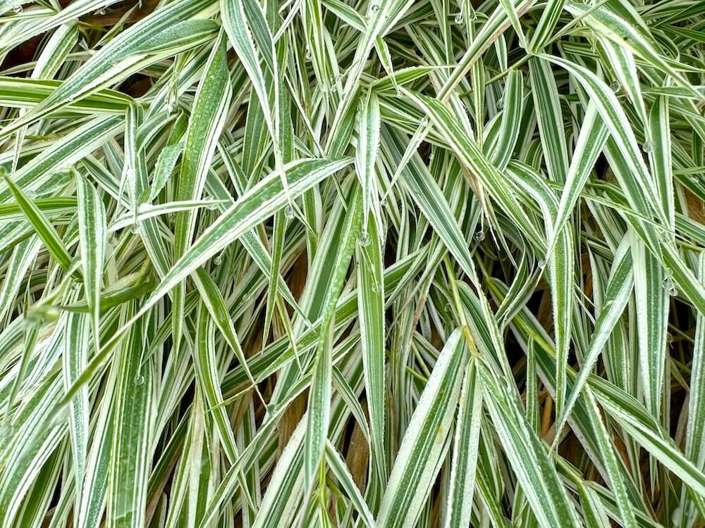 Holcus mollis 'Albovariegatus'