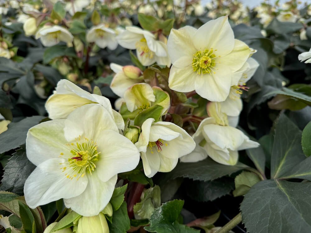 Helleborus x glandorfensis HGC 'Ice N' Roses White'