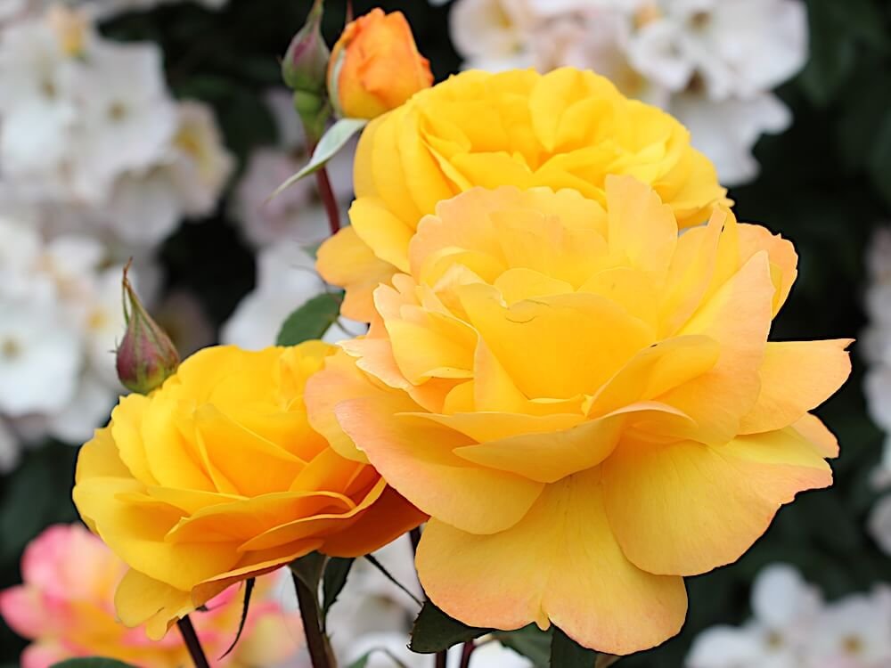 Rosa 'Good As Gold'