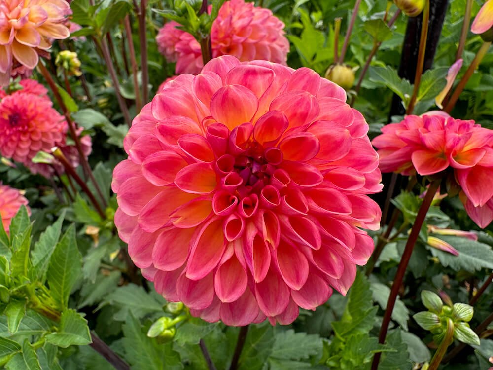 Dahlia 'Doodlebug'
