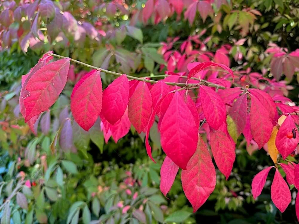 BURNING BUSH (Euonymus)