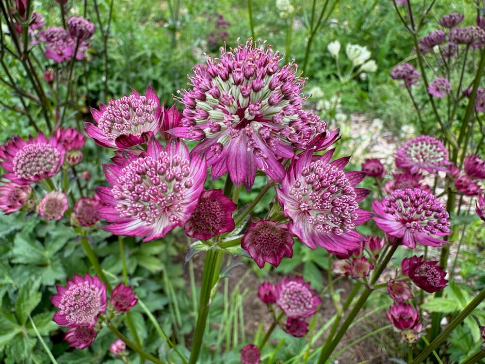 MASTERWORT (Astrantia)