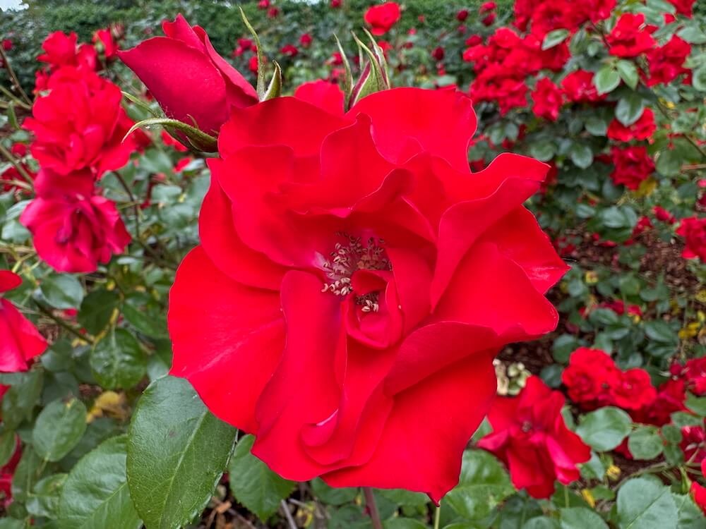 Rosa 'Sevilana'