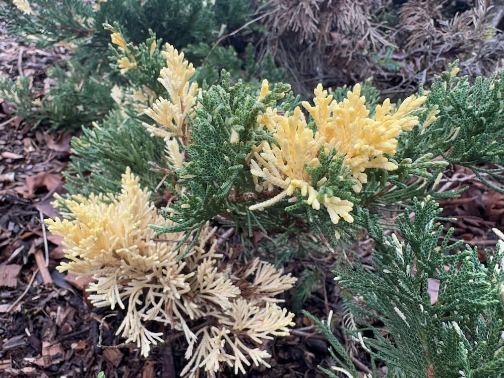 Juniperus chinensis 'Expansa Variegata'