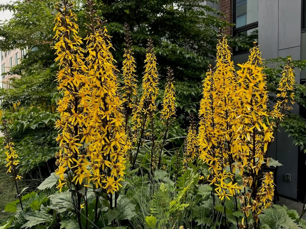 Ligularia stenocephala 'The Rocket'