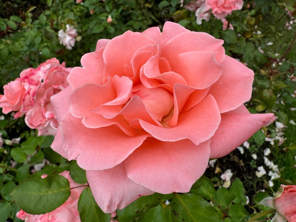 Rosa 'Paris de Yves St. Laurent'