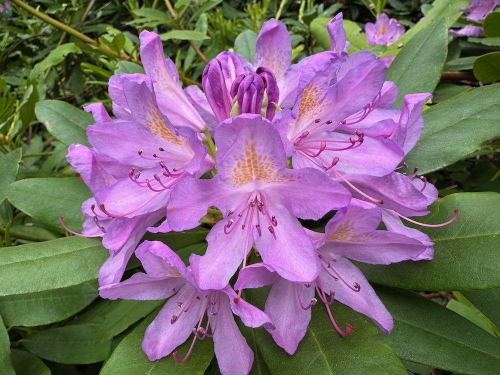 Rhododendron catawbiense 'Grandiflorum'