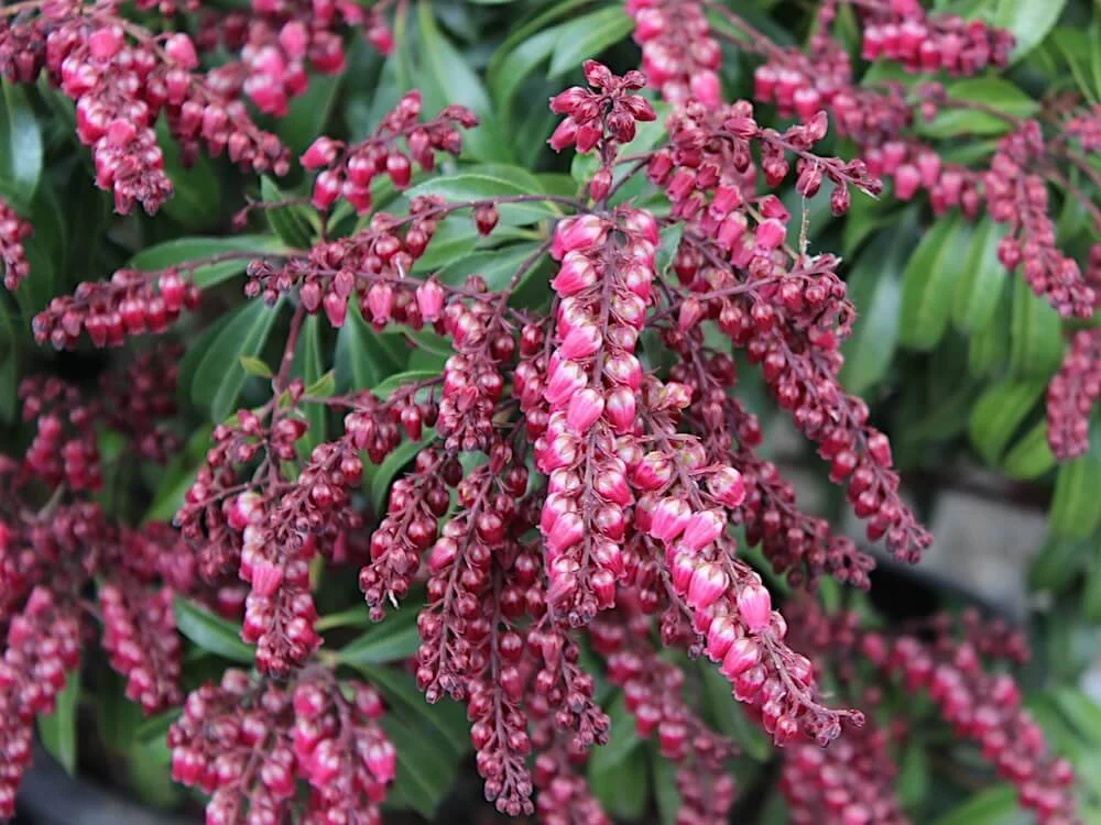 PIERIS