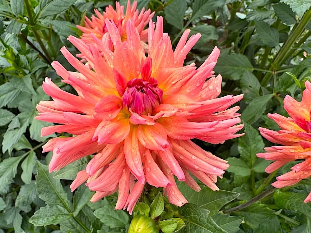 Dahlia 'Whipper Snapper'