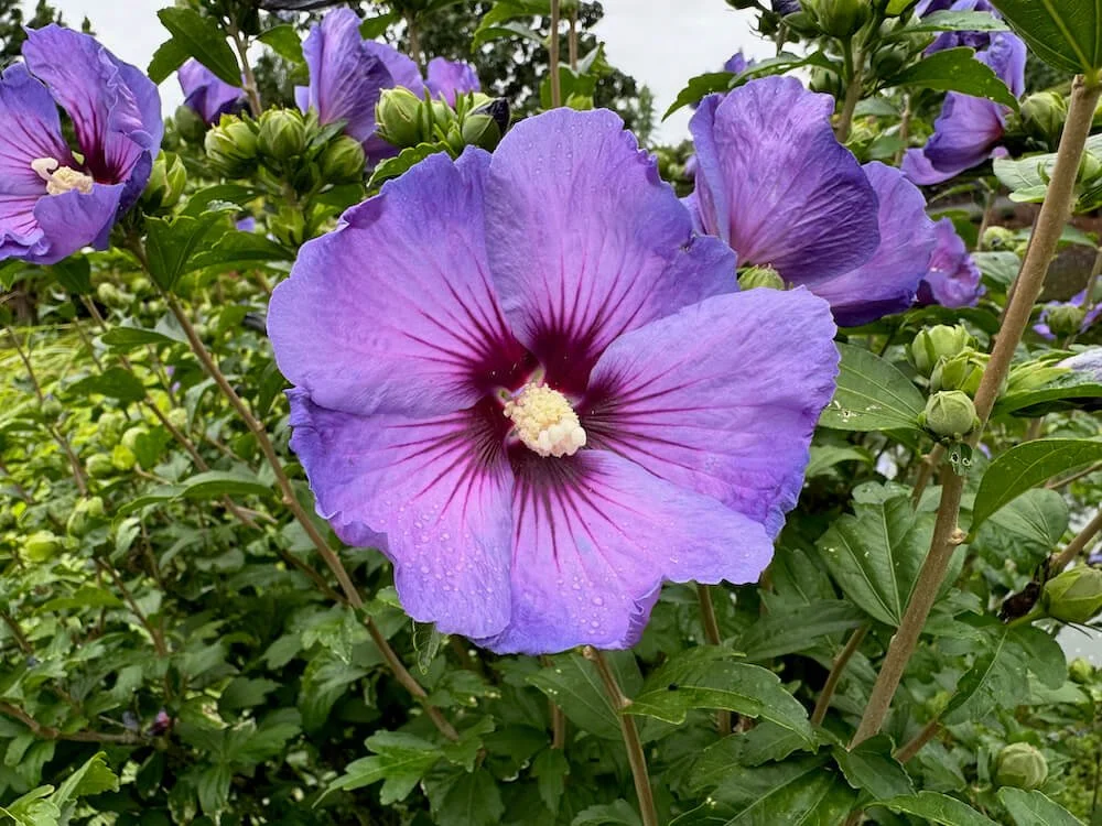 Hibiscus syriacus 'Minsyble9'