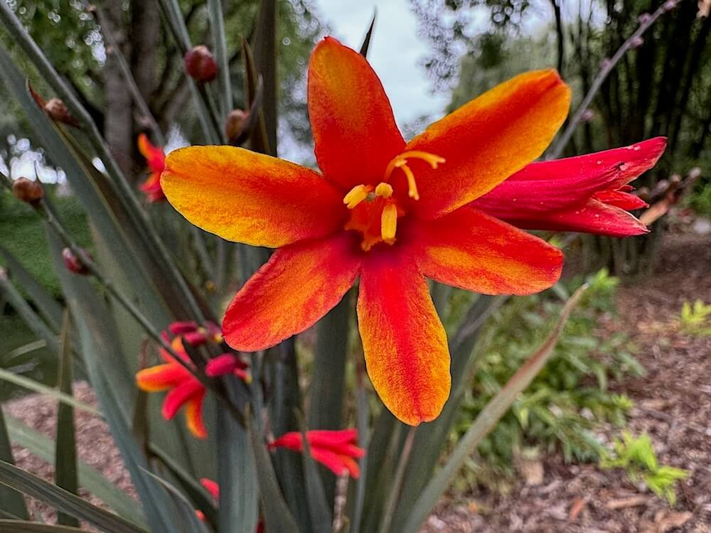 Crocosmia 'Bressingham Dark Fires'