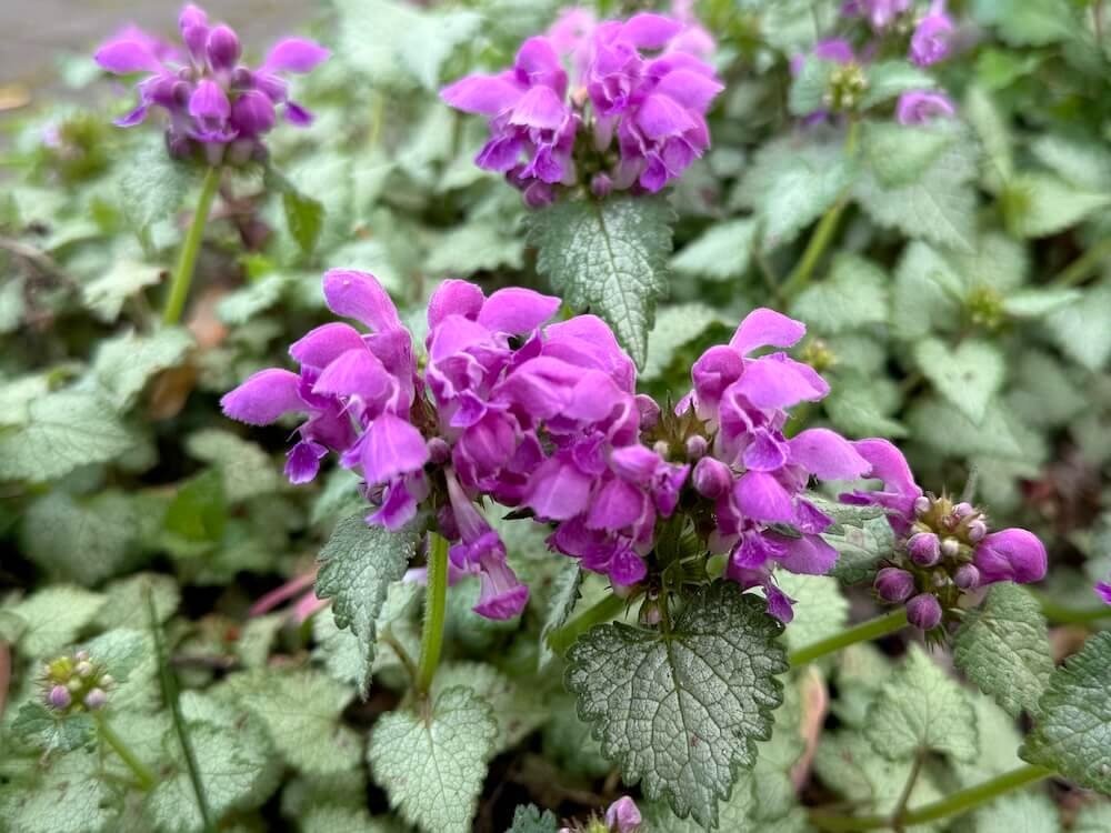 DEADNETTLE (Lamium)