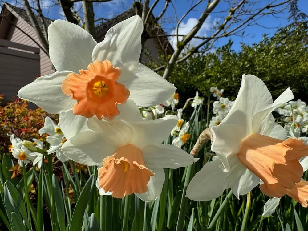 Narcissus 'Accent'