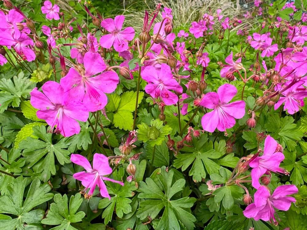 Geranium x cantabrigiense ‘Crystal Rose’