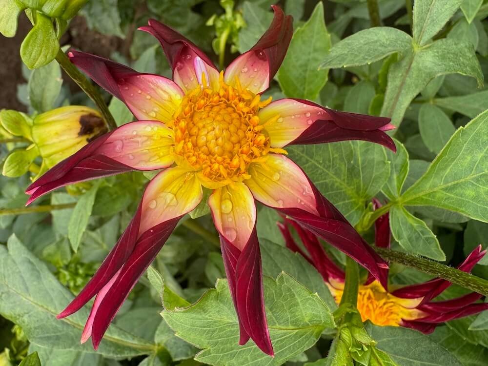 Dahlia 'Tahoma Moonshot'
