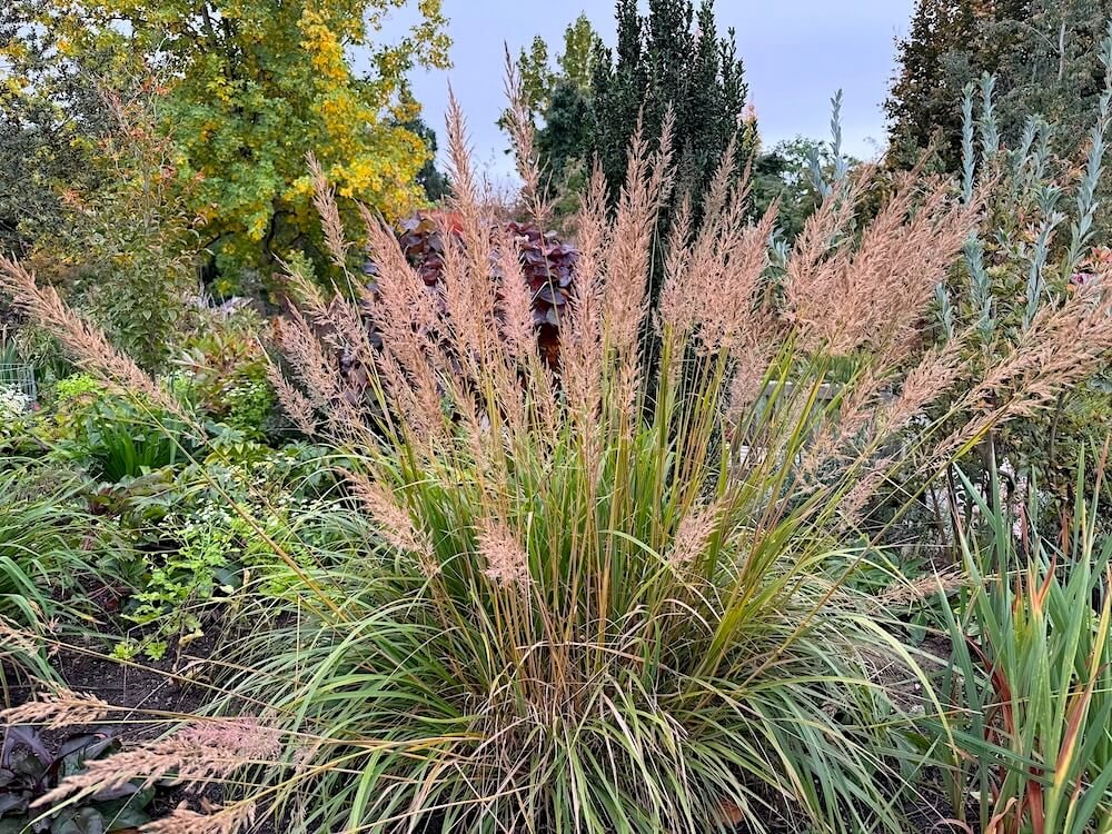 Calamagrostis brachytricha