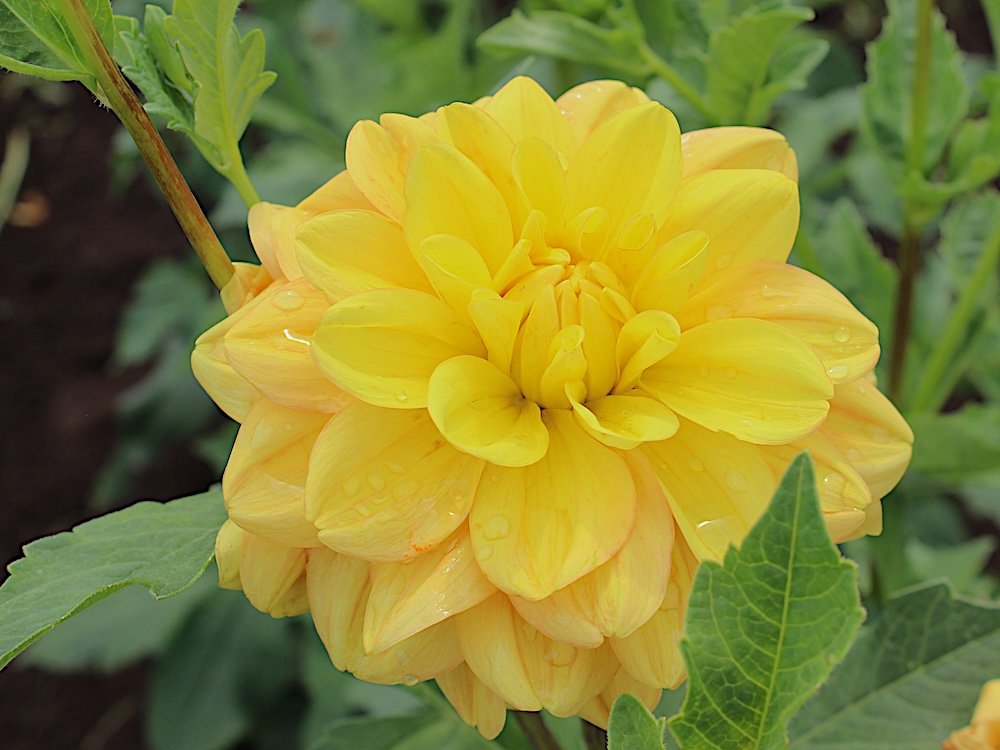 Dahlia 'Ahoy Matey'