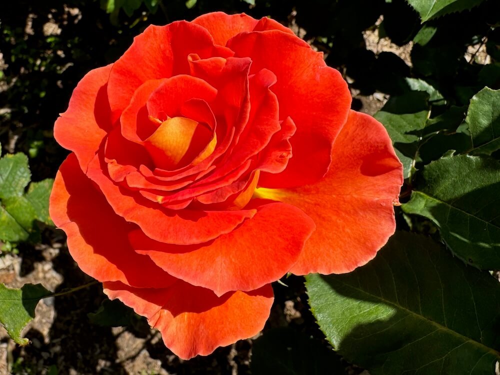 Rosa 'Brass Band'