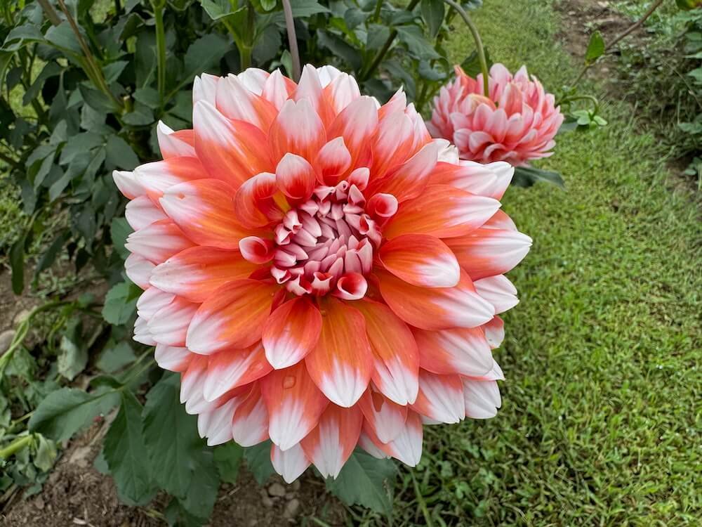 Dahlia 'A La Mode'