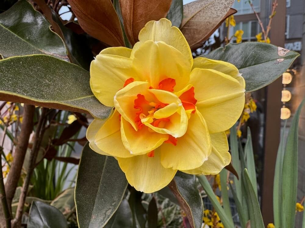 Narcissus 'Tahiti'