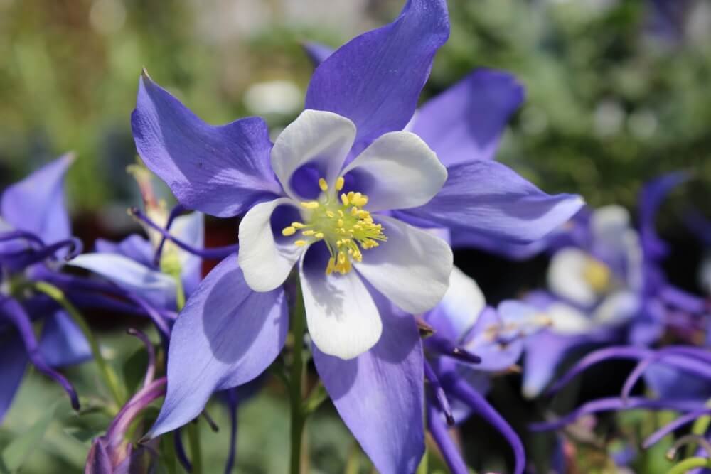 COLUMBINE (Aquilegia)