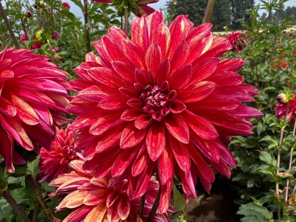 Dahlia 'Gitts Braveheart'