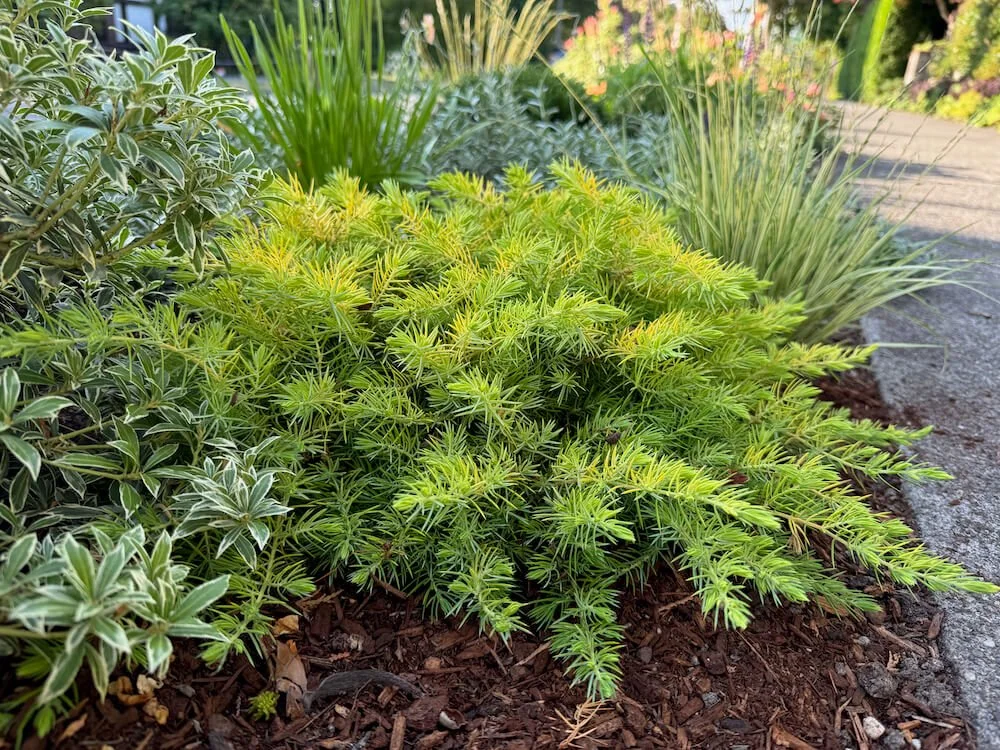 Deer Resistant Shrubs