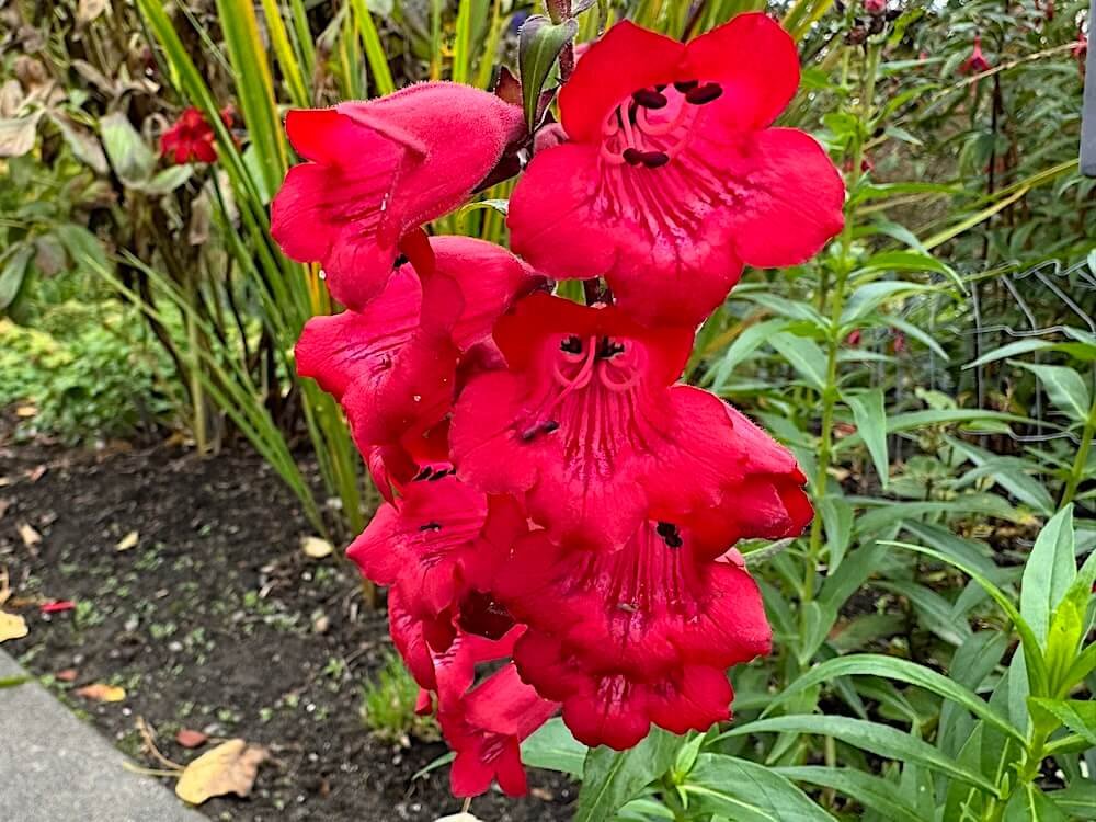 Penstemon 'Cha Cha Cherry'