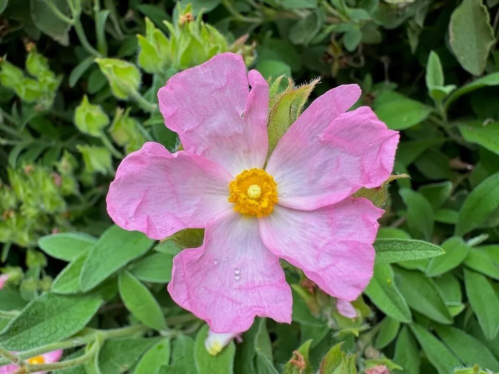ROCK ROSE (Cistus)