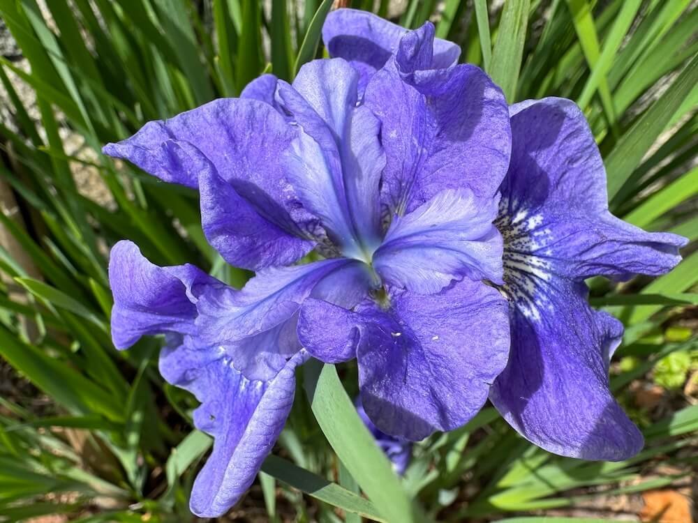Iris sibirica 'Bennerup Blue'