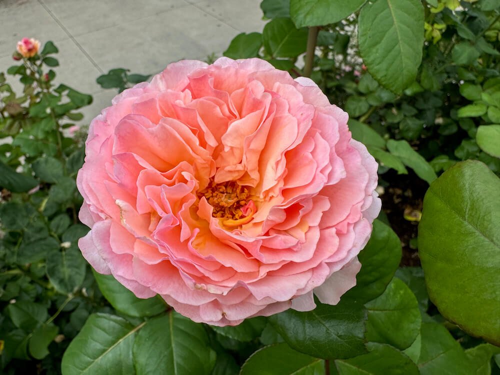 Rosa 'Princess Charlene de Monaco'
