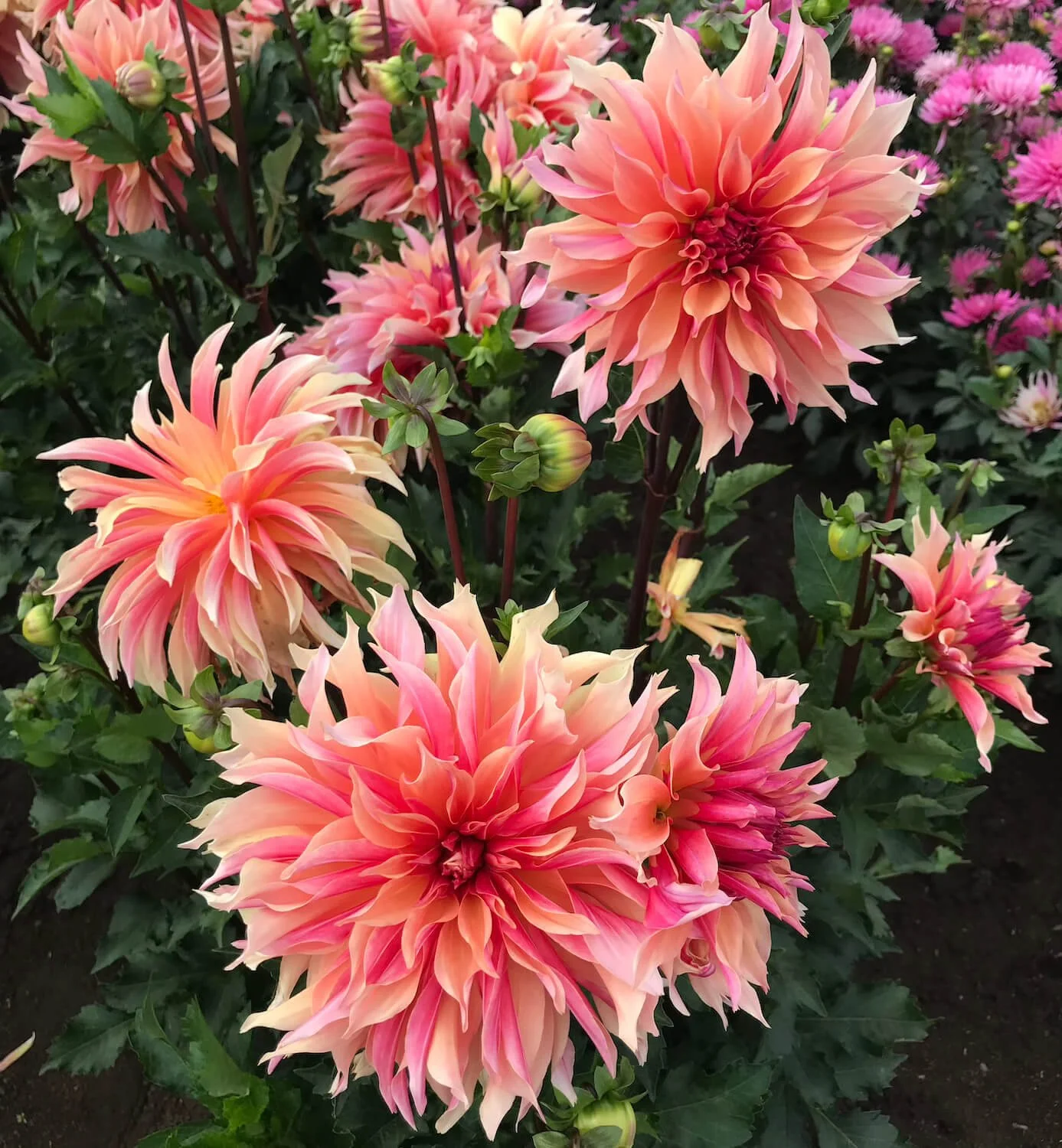 SWAN ISLAND DAHLIAS