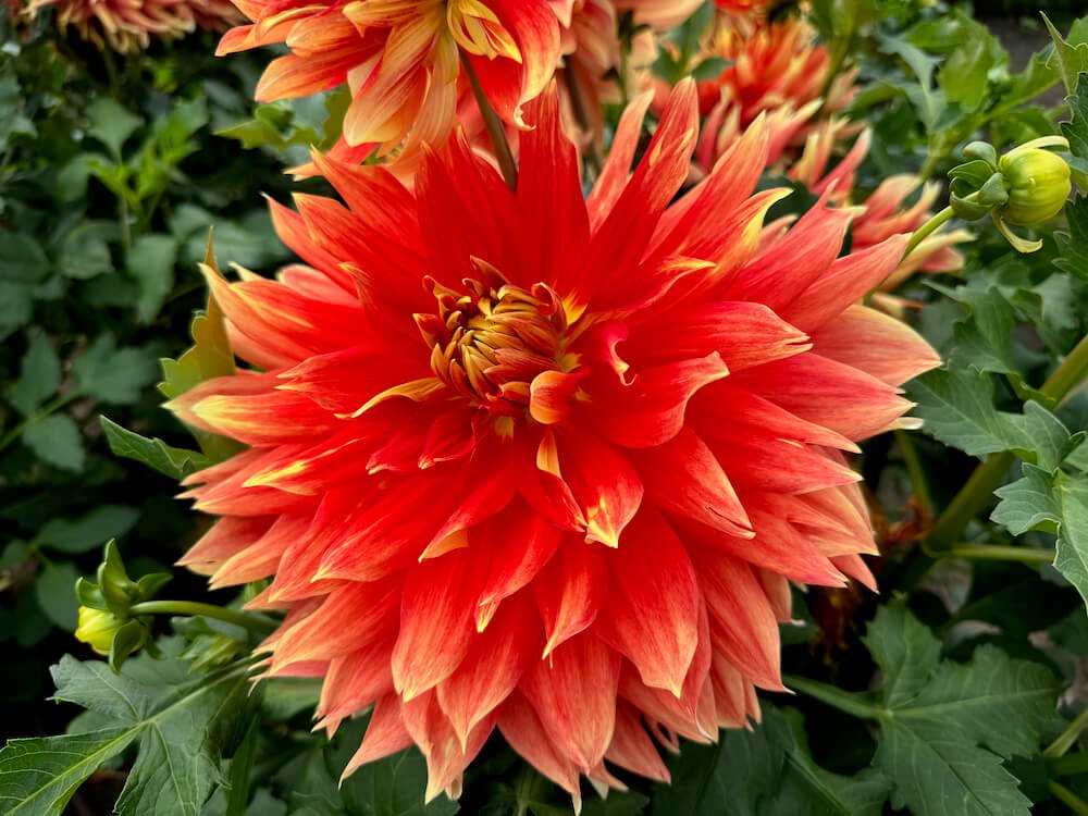 Dahlia 'Swan's Sunset'