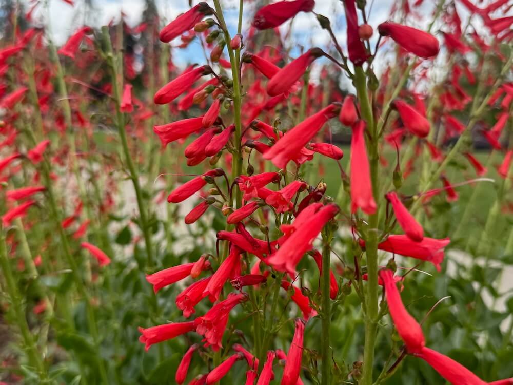 Penstemon eatonii