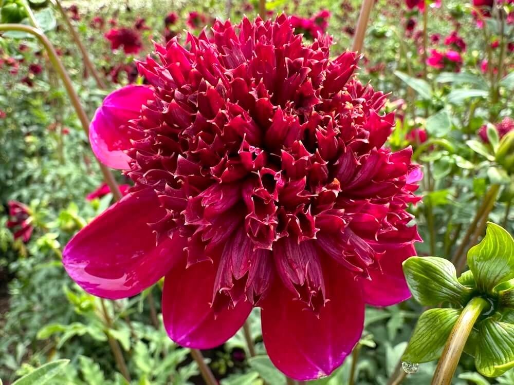 Dahlia 'Rock Star'