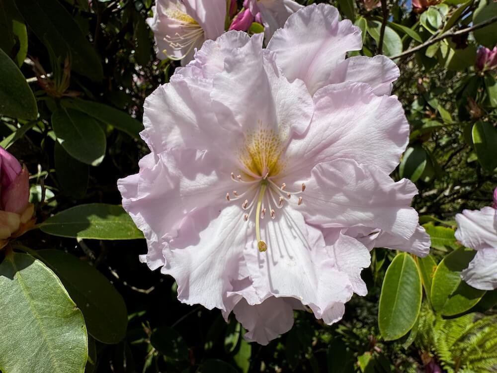 Rhododendron 'Loderi King George'