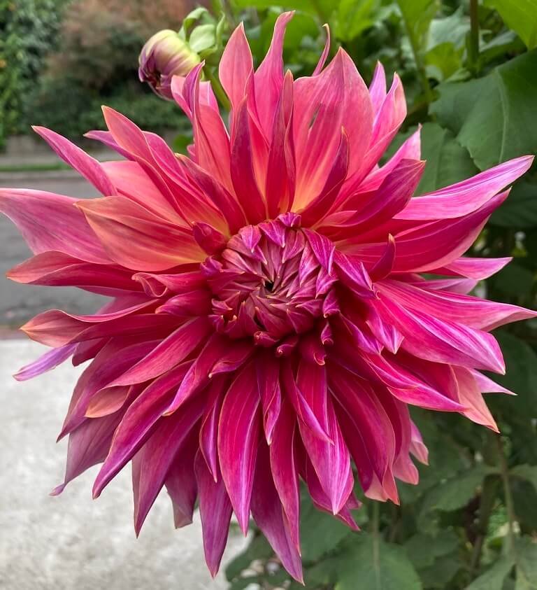 Dahlia 'Penhill Dark Monarch'