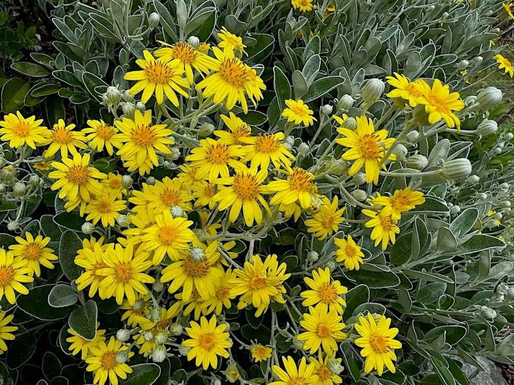 DAISY BUSH (Brachyglottis)