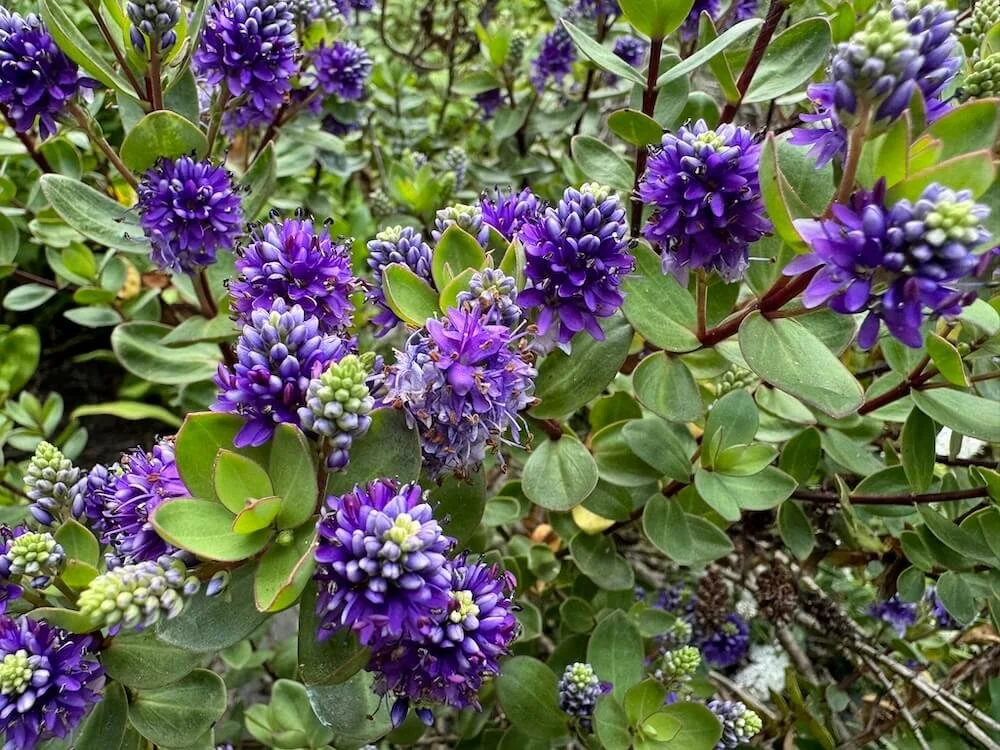 Veronica x franciscana 'Blue Gem'