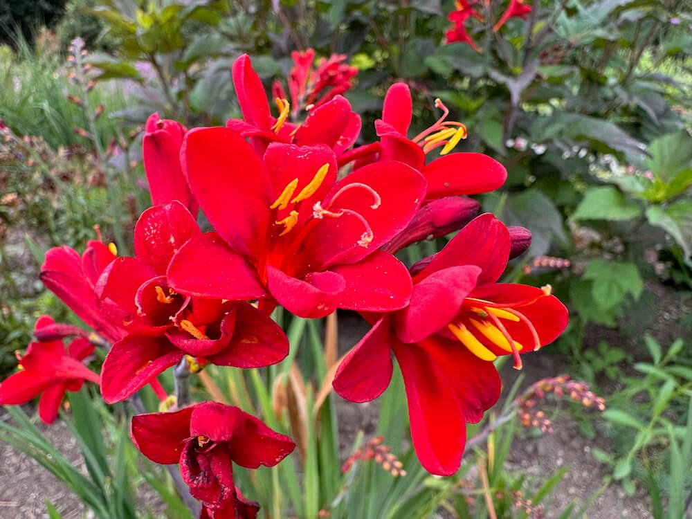 Crocosmia 'Nova Dragonfire'