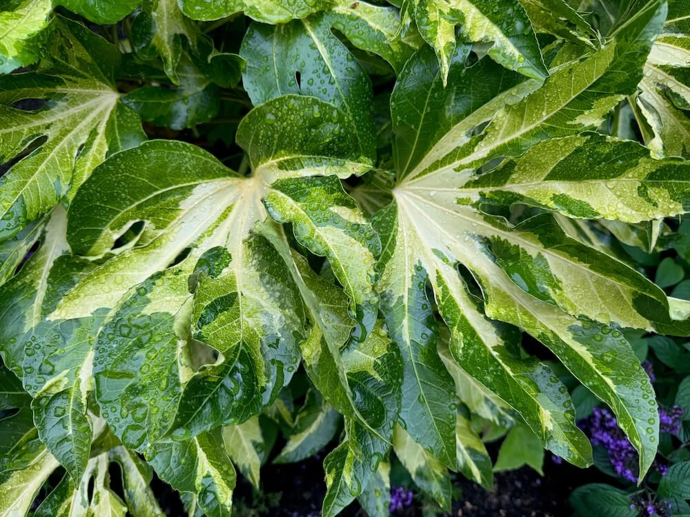 Shrubs with Unique Foliage