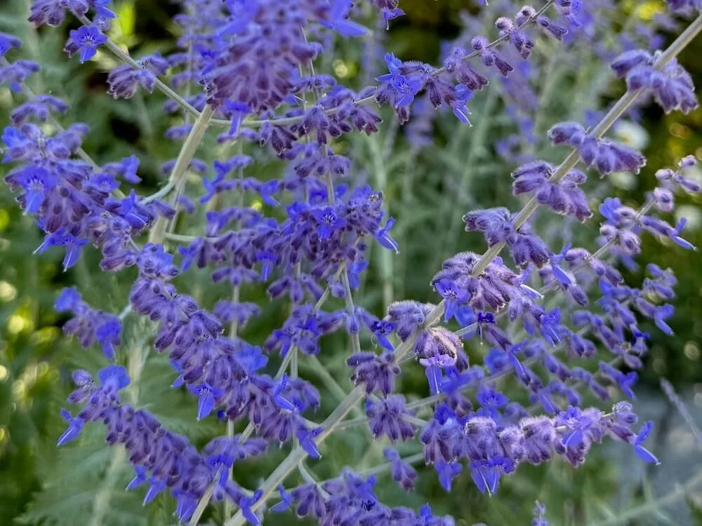 RUSSIAN SAGE (Perovskia)