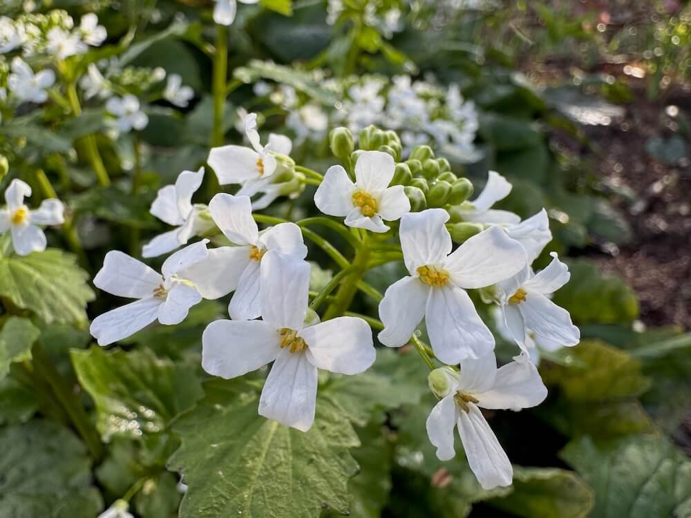 Pachyphragma macrophyllum