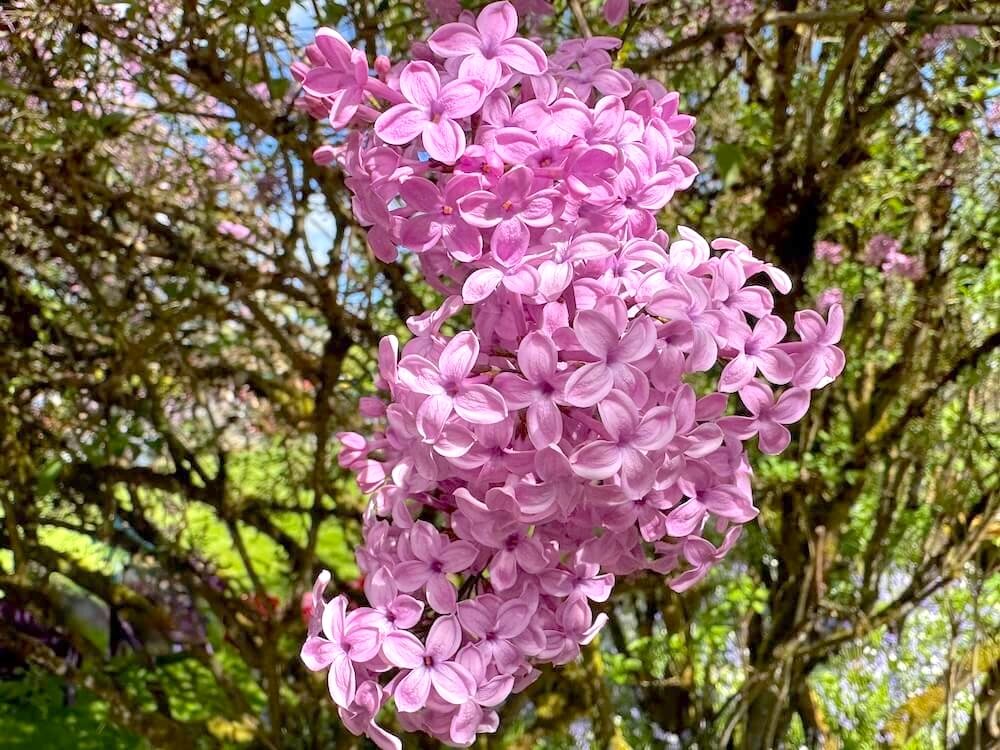 Syringa x chinensis 'Lilac Sunday'